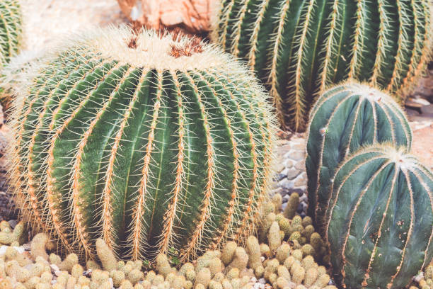 istock background nature. Natural Cactus Garden 689212634
