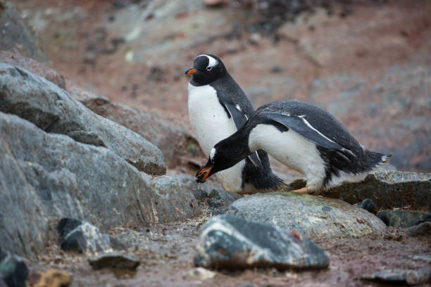 antarktis: gentoo penguin auf petermann island - pebble gentoo penguin antarctica penguin stock-fotos und bilder