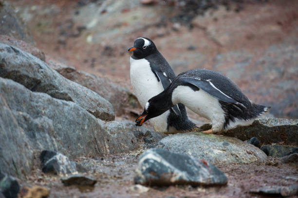 antártida: pingüino en la isla petermann - pebble gentoo penguin antarctica penguin fotografías e imágenes de stock