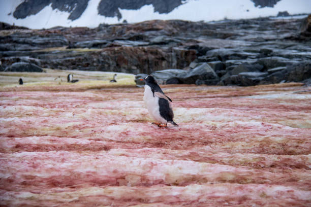 istock Antarctica: Gentoo Penguin on Petermann Island 689212838