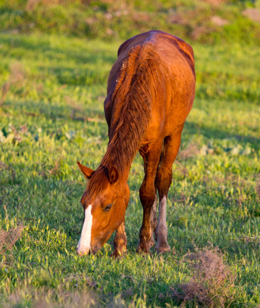 istock Horses are walking in the pasture at sunset 689212860