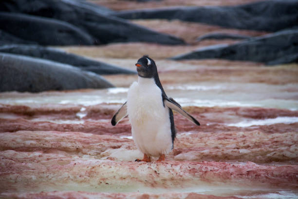 istock Antarctica: Gentoo Penguin on Petermann Island 689212876