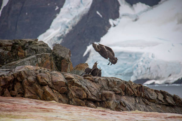 A south polar skua (Stercorarius maccormicki) lands on a rock with other skuas on Petermann Island.