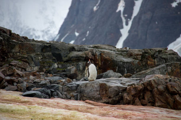 istock Antarctica: Gentoo Penguin on Petermann Island 689213108