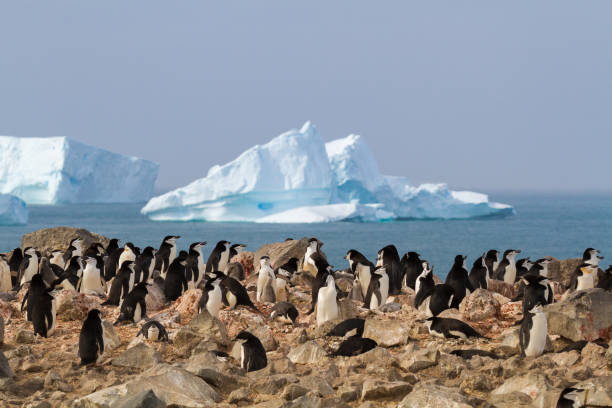 istock Chinstrap penguins bask in the Antarctic Sun with an iceberg in the background 689213114