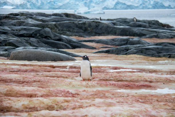 istock Antarctica: Gentoo Penguin on Petermann Island 689213116