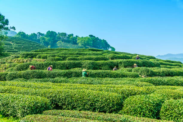istock Tea garden in Hangzhou, West Lake, Longjing 689219842