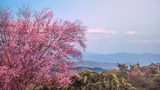background nature natural mountain views. The flowers cerasoides. khunwang chiangmai thailand.