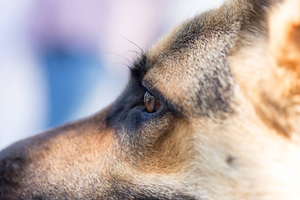 istock The dog's eyes are on the nature 689223552