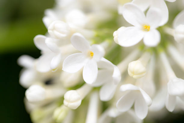 istock White flowers of lilac on nature 689231386