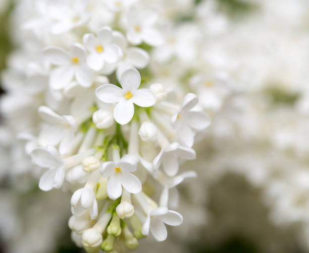 istock White flowers of lilac on nature 689231524