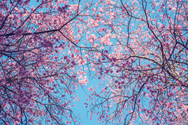 istock background nature Flower Valentine Prunus cerasoides 689233816