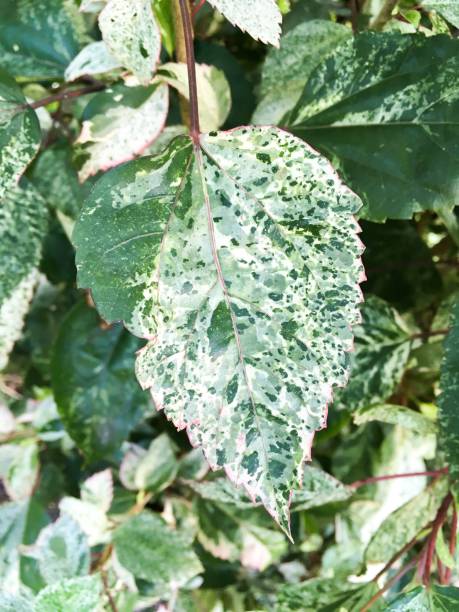 istock hibiscus rosa-sinensis leaves in nature garden 689238464