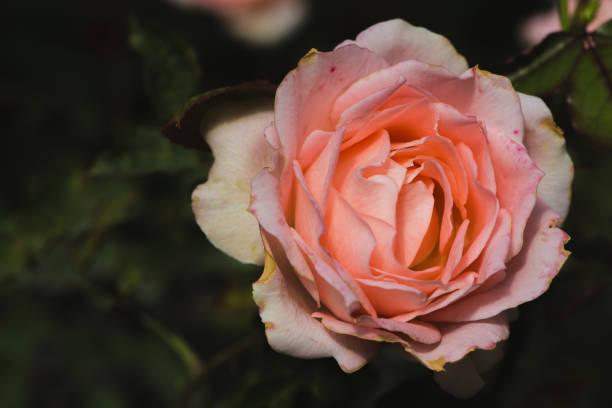 istock background nature Flower Valentine Orange pastel rose 689238850