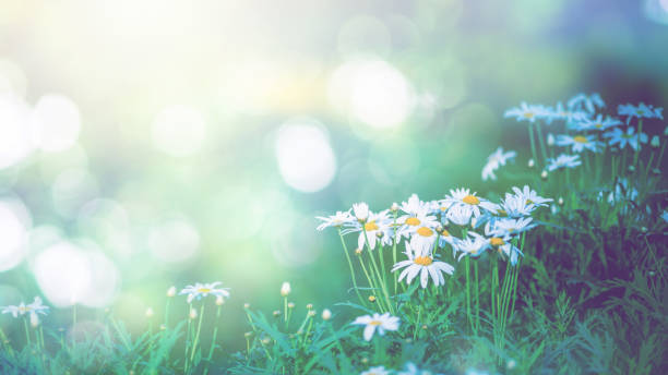 istock background natural Field daisies in a dream atmosphere. 689241436