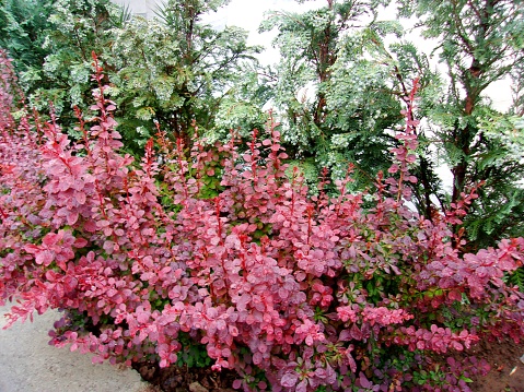 A landscaped front yard facade in front of a downtown public building, bushes spattered with fresh raindrops