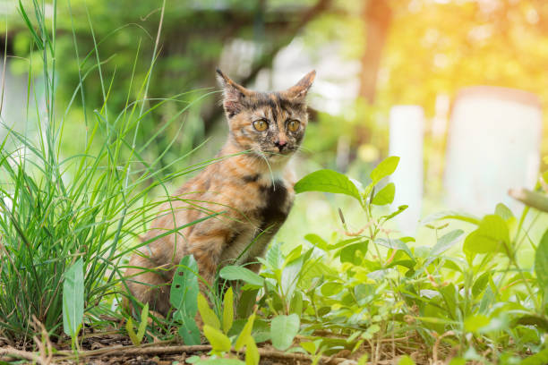istock little kitten playing on the grass roadside in morning,asian cat 689241728