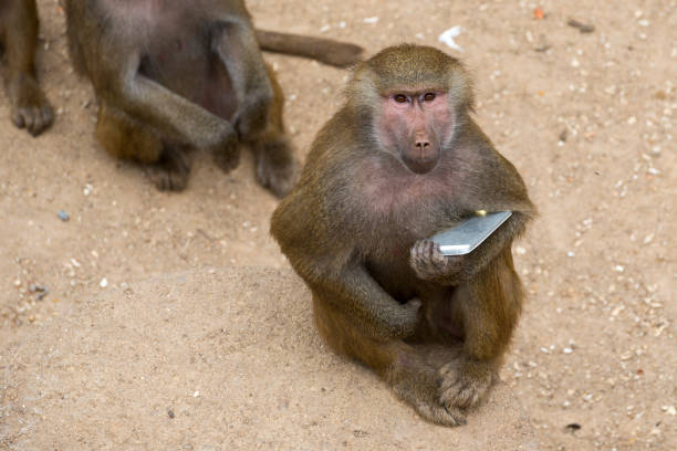 Yellow baboon with a smartphone stock photo