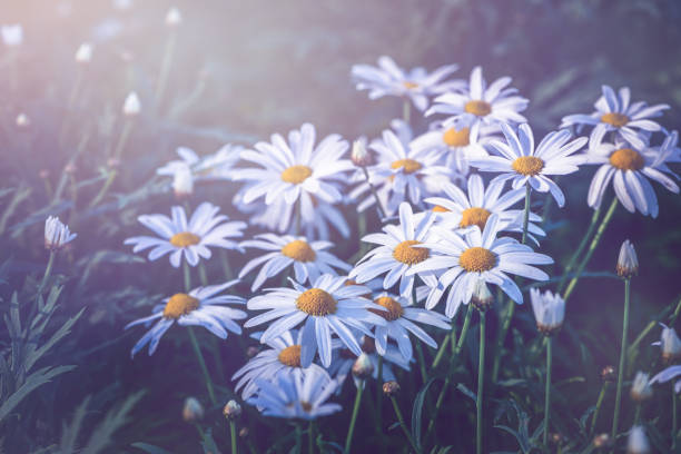 istock background natural Field daisies in a dream atmosphere. 689241910