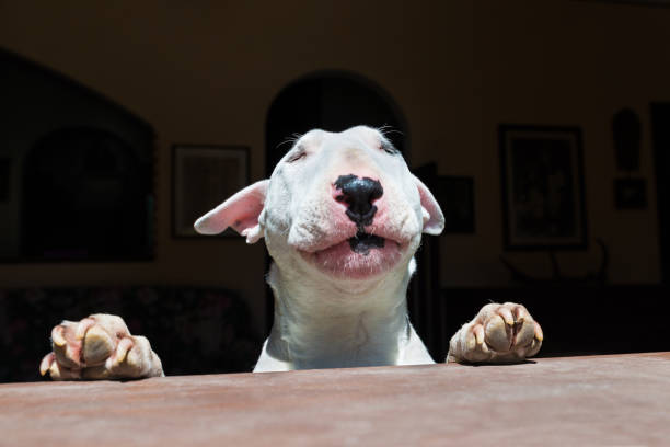 White english bull terrier is sunbathing in front of a window. Sympathetic expression with closed eyes while relaxing in the sun