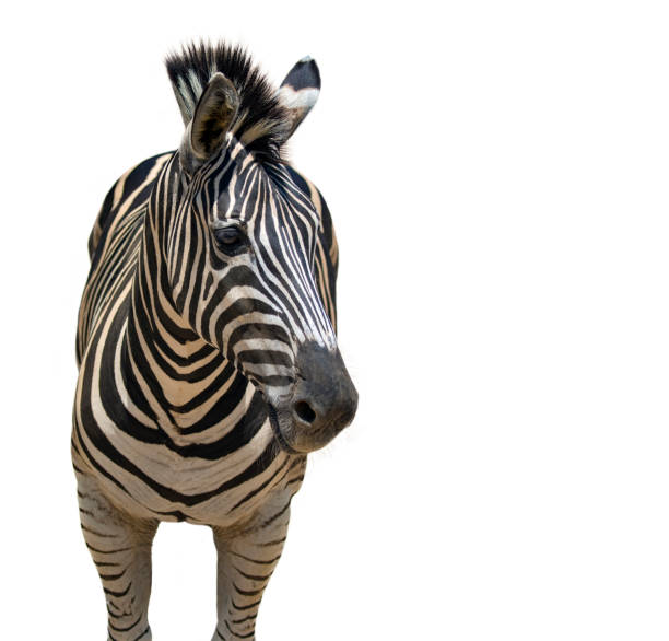 istock Image of an zebra on white background, Wild Animals. 689245882