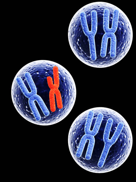 istock Broken red X chromosome and full blue X chromosomes 689246796