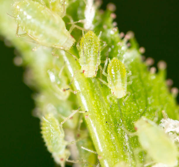 istock A small aphid on a green plant 689252258