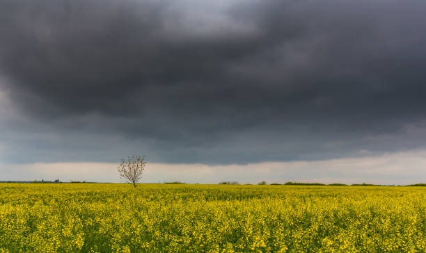 istock Canola fields in remote rural area, with beautiful sky in spring 689256596