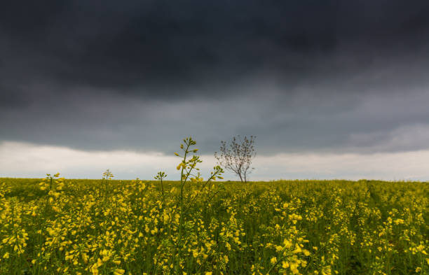 istock Canola fields in remote rural area, with beautiful sky in spring 689256616