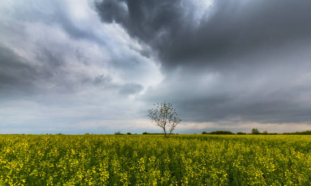 istock Canola fields in remote rural area, with beautiful sky in spring 689256642