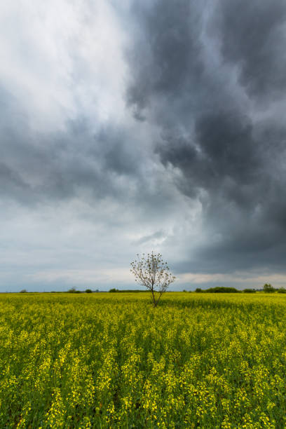istock Canola fields in remote rural area, with beautiful sky in spring 689256644