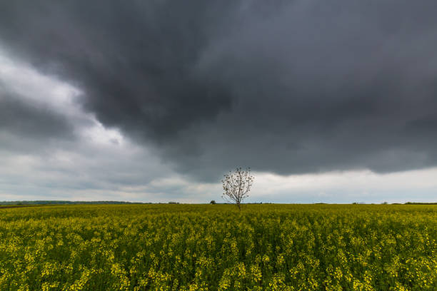 istock Canola fields in remote rural area, with beautiful sky in spring 689256646