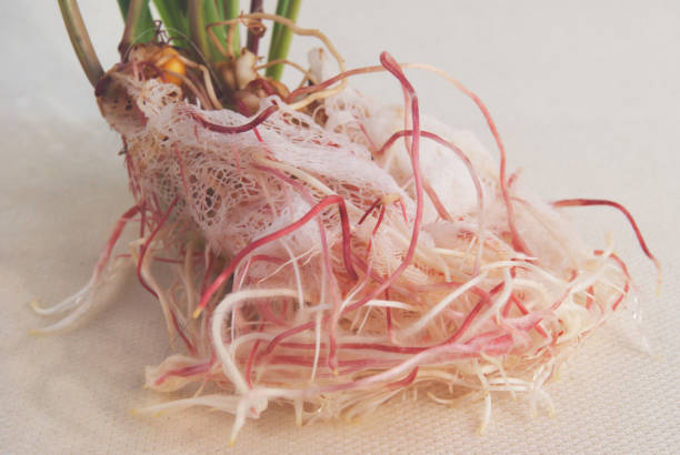istock Sprouted corn kernels with a root system.