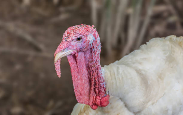 istock Close up white turkey bird outdoors. 689267376