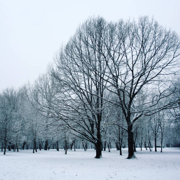istock Snow covered trees in the park. Winter scene. 689274204