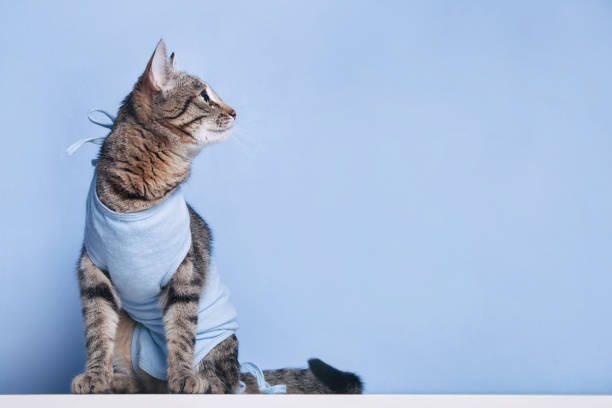 Postoperative bandage on a cat after a cavitary operation Postoperative bandage on a cat. Care of a pet after a cavitary operation (castration, sterilization) castration stock pictures, royalty-free photos & images