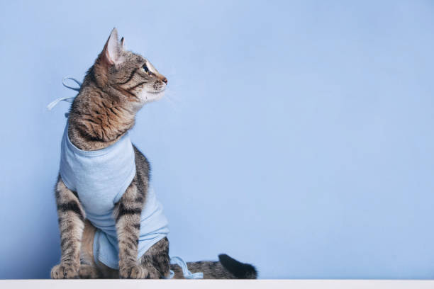 послеоперационная повязка на кошке после операции полости - blue cat стоковые фото и изображения