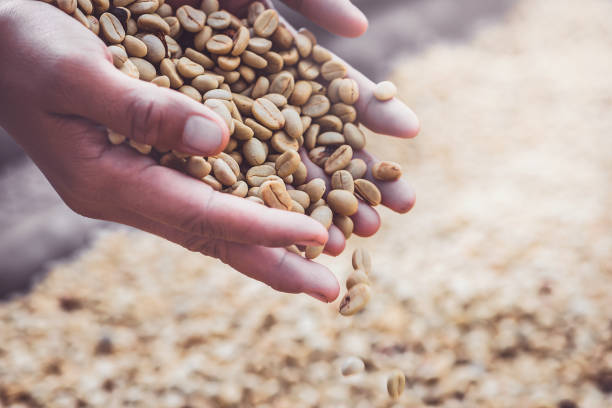 istock Background natural dried beans, coffee bean. Coffee in hand 689276970