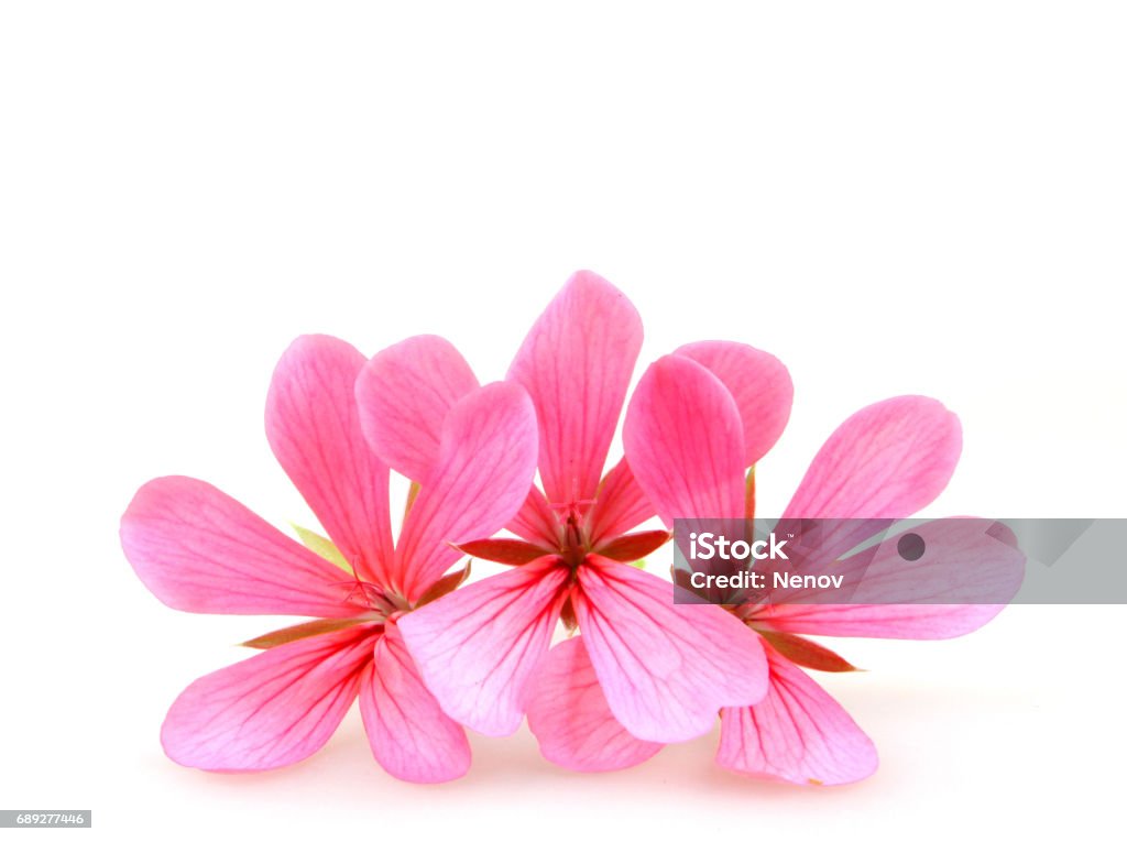 Geranium Flowers Beauty Stock Photo