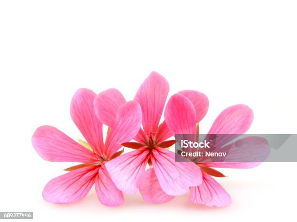 Geranium Flowers Stock Photo - Download Image Now - Beauty, Beauty In Nature, Blossom
