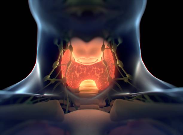 istock Thyroid gland inside human body. Glowing red. 3D illustration. 689278620