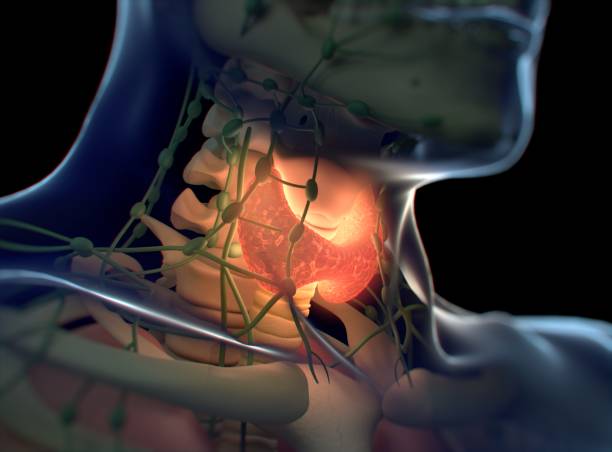 Thyroid gland inside human body. Glowing red. 3D illustration. stock photo