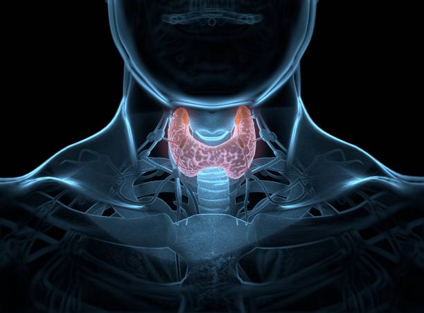 istock Thyroid gland inside human body. Glowing red. 3D illustration. 689281016