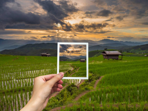 istock Hand holding Instant photo and view rice sunset. 689281042