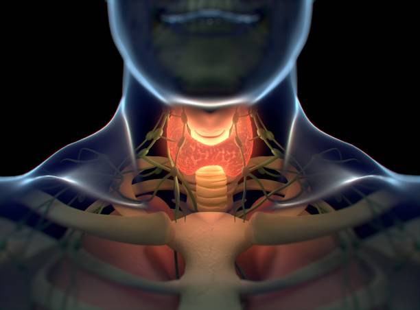 istock Thyroid gland inside human body. Glowing red. 3D illustration. 689281064