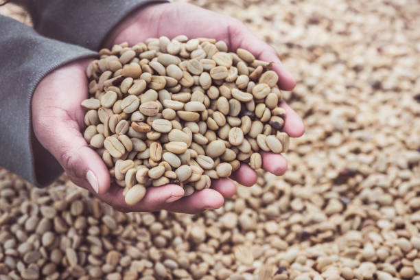 istock Background natural dried beans, coffee bean. Coffee in hand 689281310