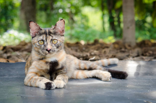 istock little kitten,cat in morning 689283958