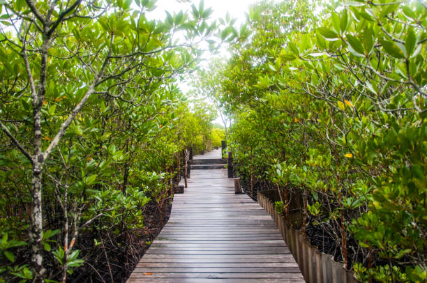 istock Walkway in mangrove forests, Thailand 689284122