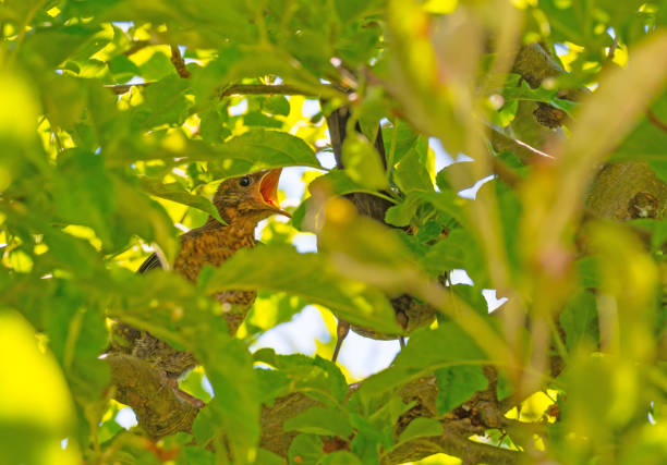 istock Young blackbird feeded by its parent in a tree in sunlight 689287612