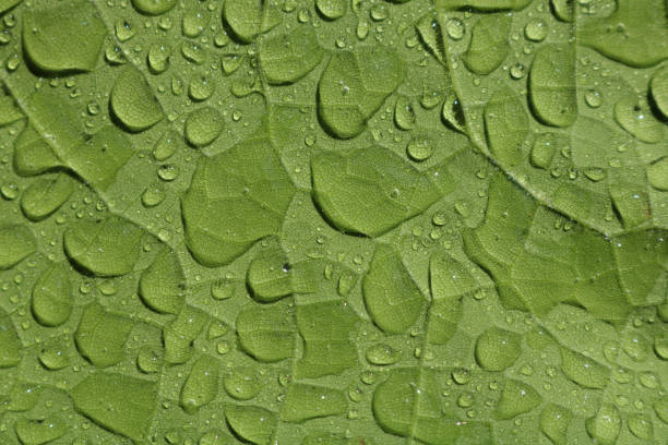 istock Green leaf with drops of water 689291226